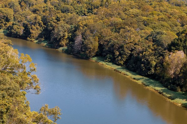 What is the most dangerous animal in the Daintree rainforest?